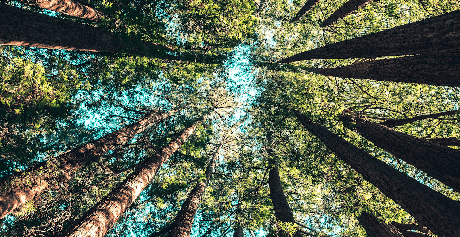 USDA Certificated BioPreferred Turf A Movement Toward a Sustainable