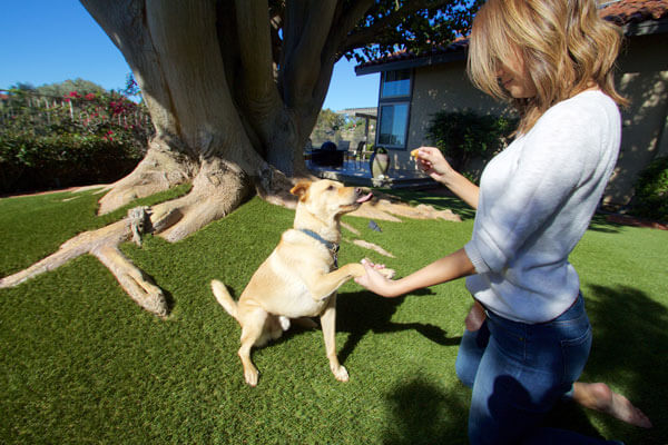 Homepage-Synlawn-Pet-Dog-Artifical-Turf