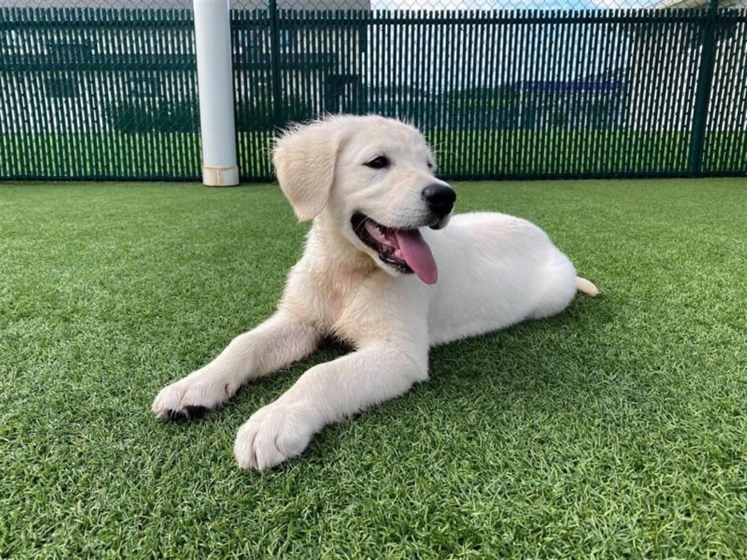 Retriever puppy relaxing on artificial grass