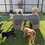 Dogs playing on artificial pet grass