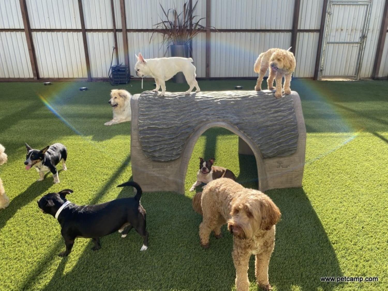 Dogs playing on artificial pet grass