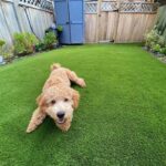 Dog relaxing on residential artificial pet grass