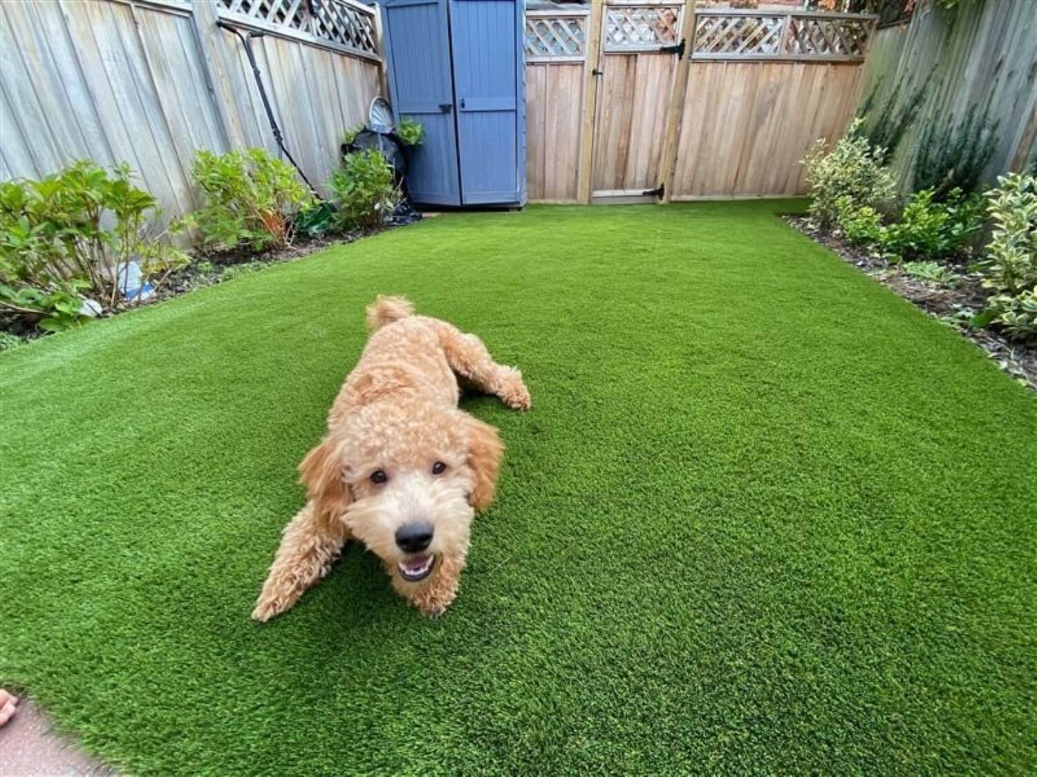 Dog relaxing on residential artificial pet grass