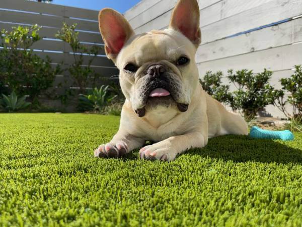 French Bulldog enjoying residential artificial pet turf by SYNLawn