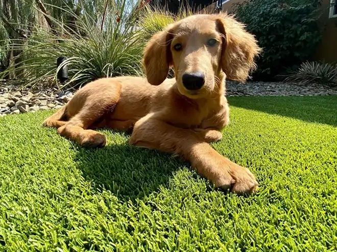 Dog laying on artificial grass