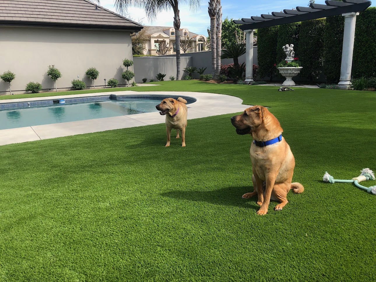 dogs next to pool on artificial turf lawn synlawn