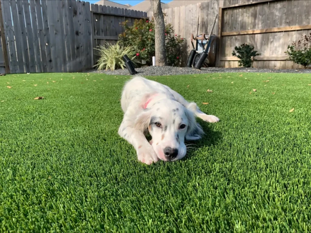 dog laying on backyard pet turf