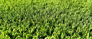 close up of synlawn seattle artificial turf