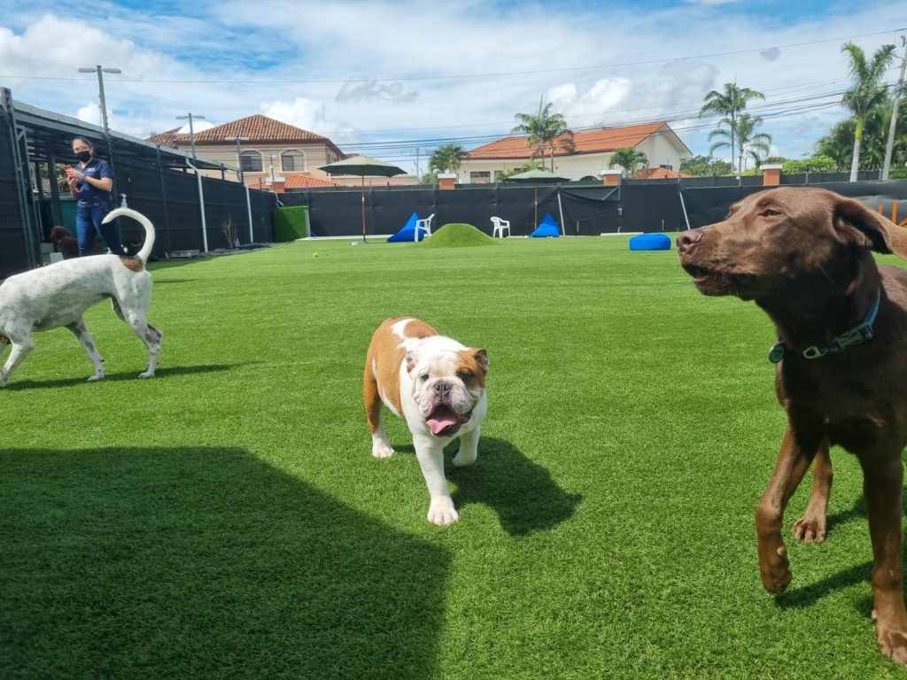 Dog Park SYNLawn Seattle Pet Turf